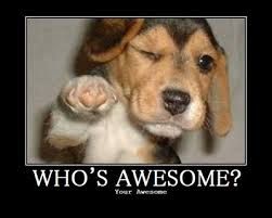 Pets and their needs pointing to owner saying "who's awesome".